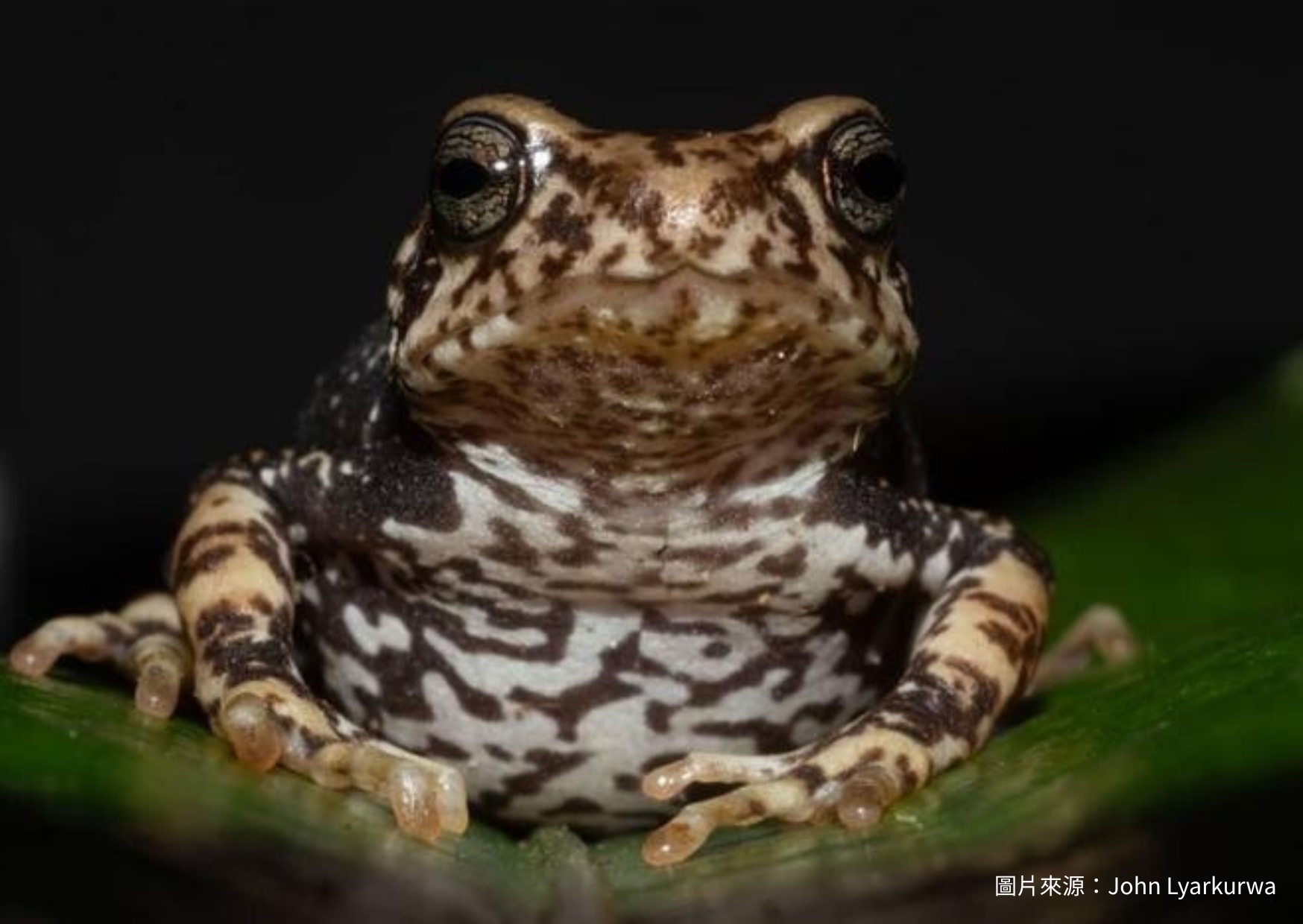 三種新蟾蜍物種跳過蝌蚪直接胎生