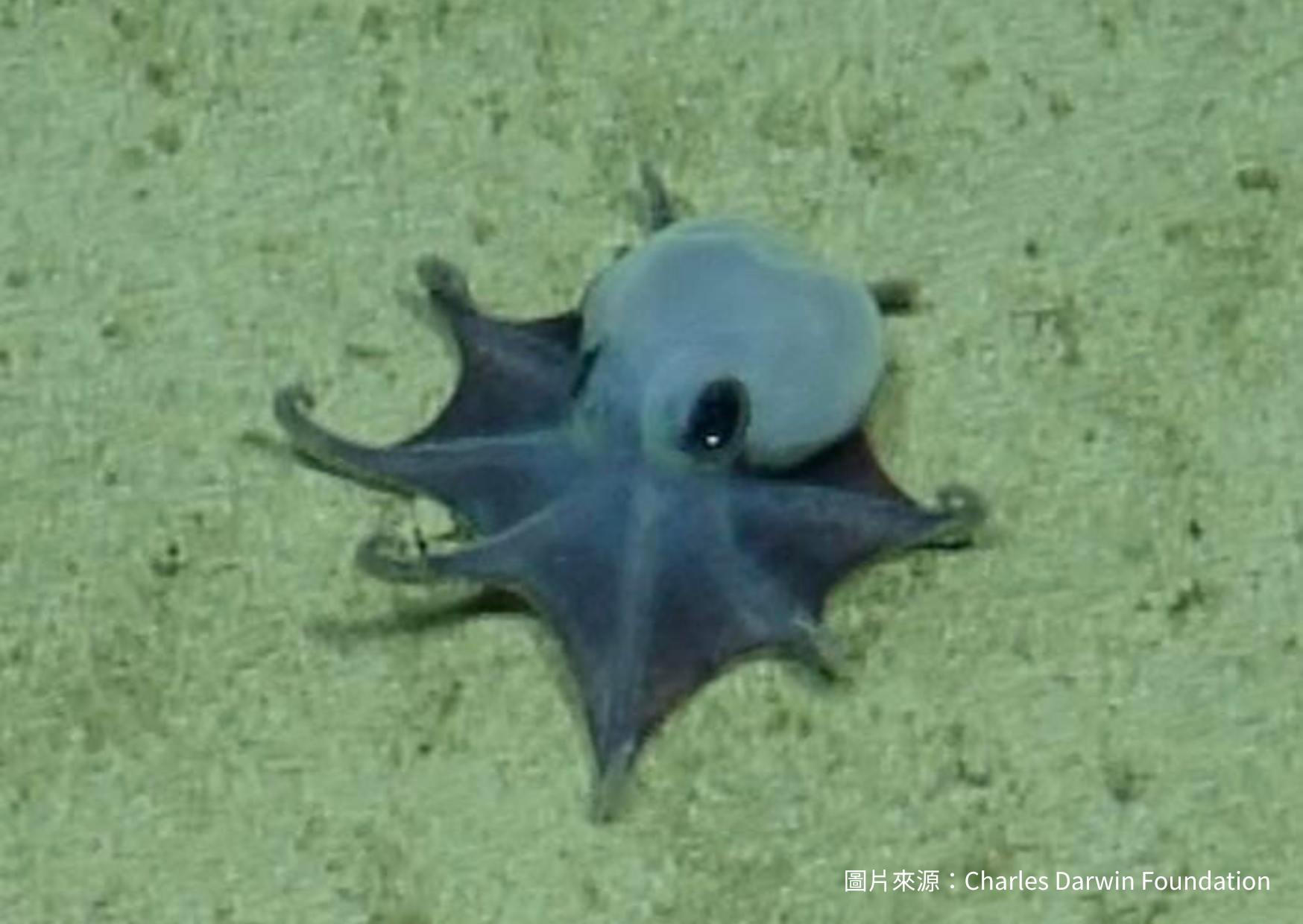 加拉巴哥藍色章魚：小到能蜷縮在掌心的深海新物種
